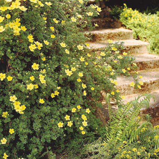 Potentilla