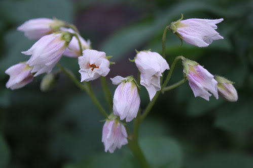 Potato flowers
