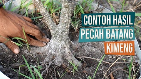 contoh tumbuhan akar tunjang