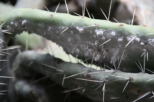 Cochineal