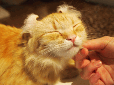 猫カフェにゃんこ 沼津 その３ Wild Speculation Itagakism 家計画と家庭菜園の記録