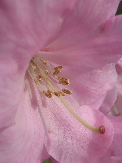 pink_azalea