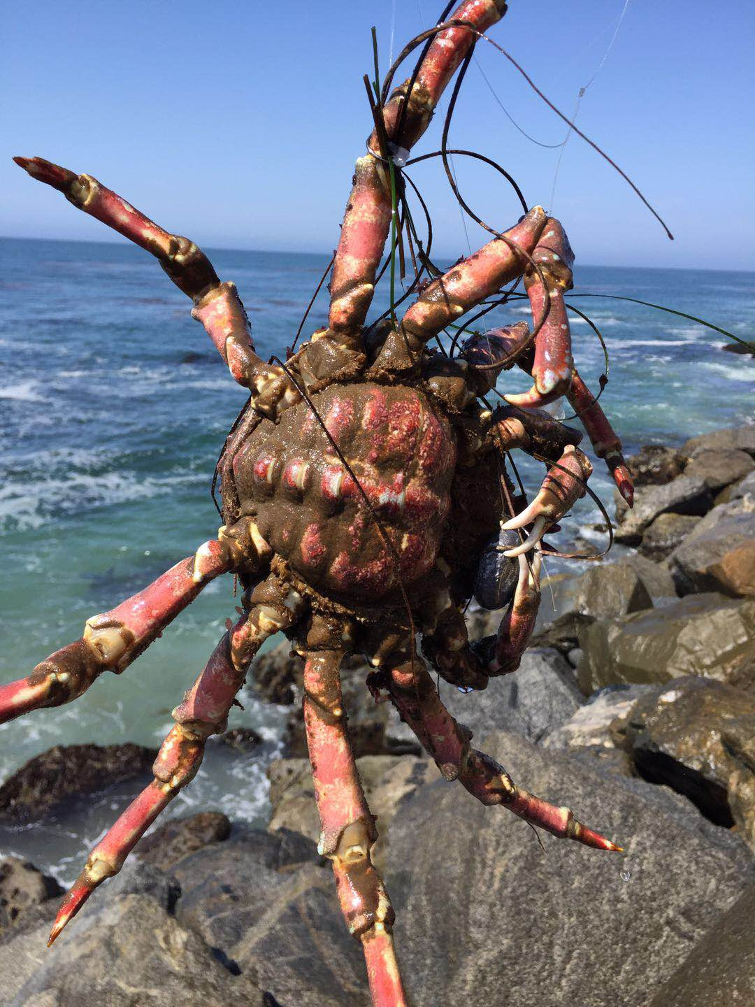 定点滩钓鱼种识别