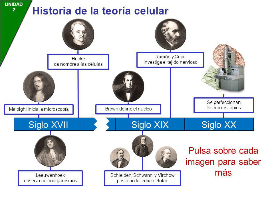 Resultado de imagen de teoria celular