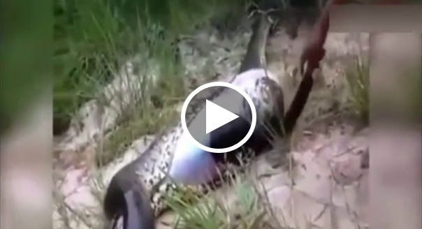 NGERI!! Mereka Suspek Ular Python ni Telan kanak- kanak, Bila Potong Perut Ular tu SEMUA ORANG TERNGANGA Dah!!!