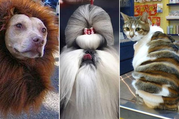 Meet the dog with a mane and the beehive cat: 9 seriously 