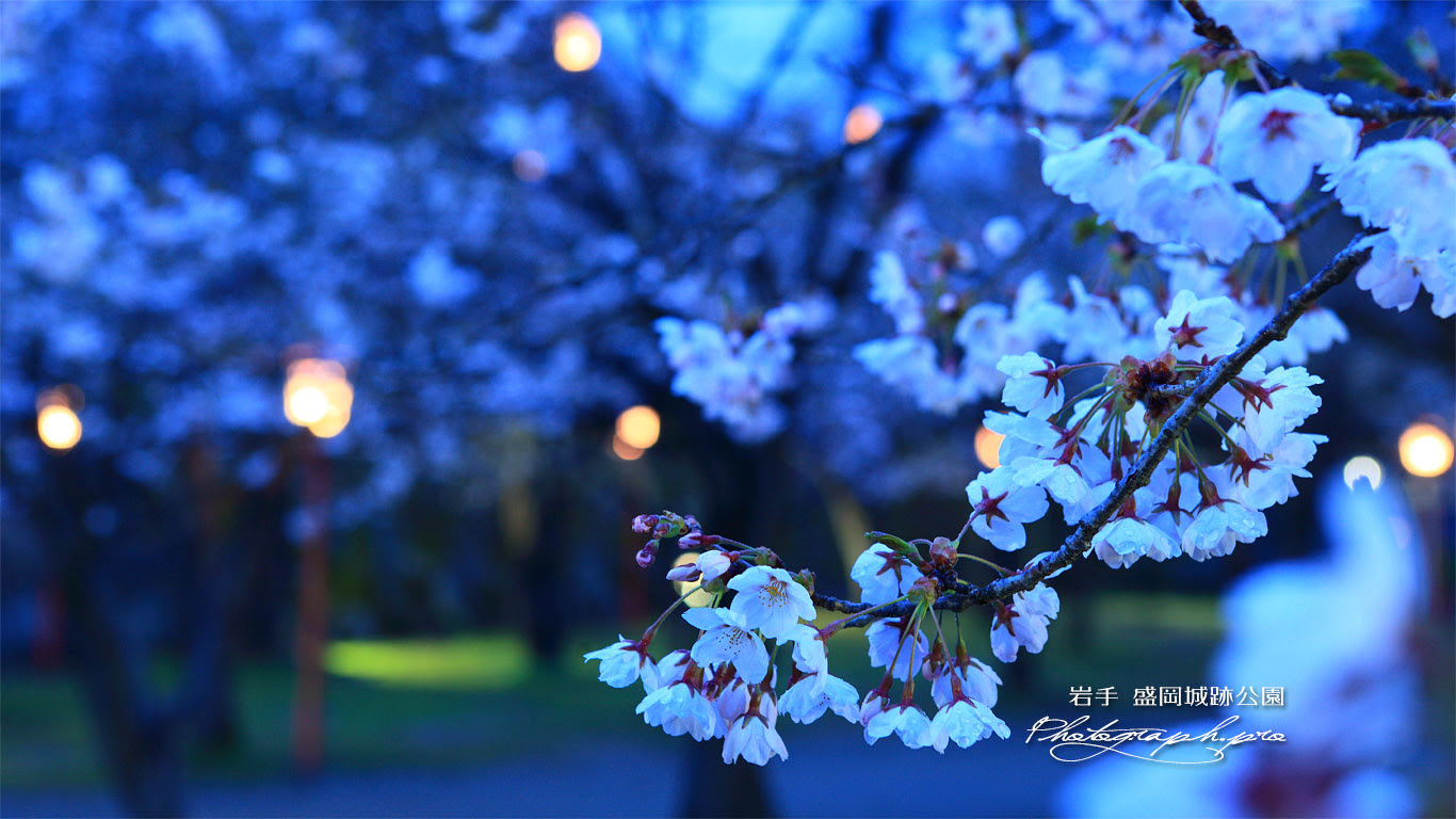盛岡城跡公園の桜 の壁紙 1366x768