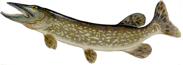 Fishing French River Resorts Association Fishing French River Resorts Association
