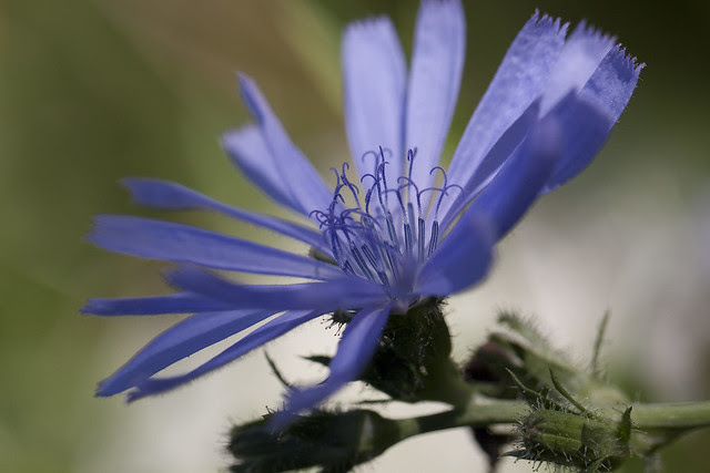 wildchicory