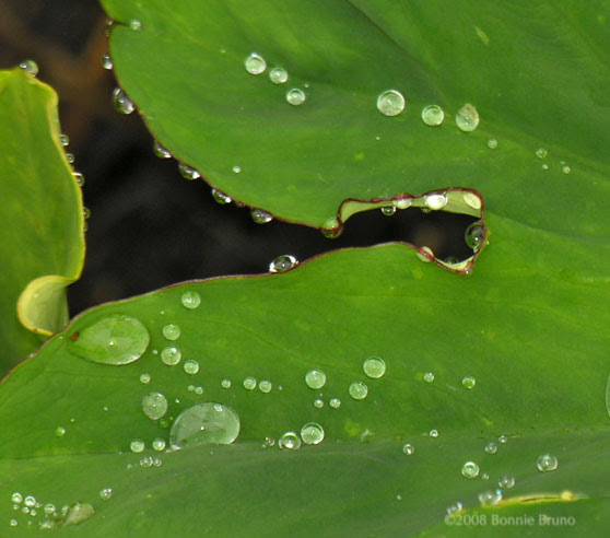 know the worth of water.