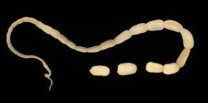 How Does My Pet Get Tapeworms And How Do I Get Rid Of Them Beechmont Pet Hospital