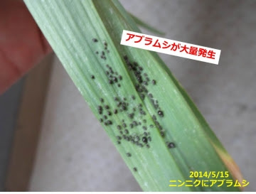 ニンニクやネギに黒い虫が これはネギアブラムシか あぐうのベランダ菜園で実験中
