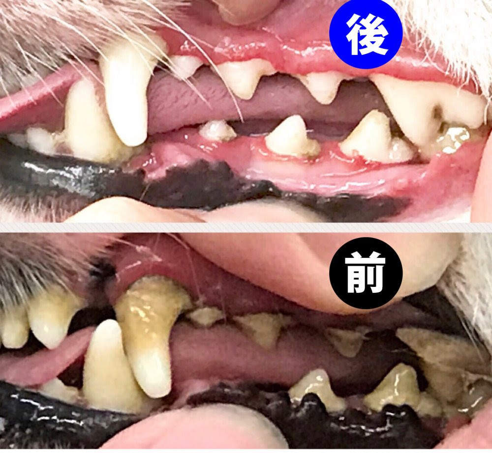 犬の歯磨き 無麻酔歯石除去 口臭ケア 犬の歯石対策ならペット マイスター ペット マイスター