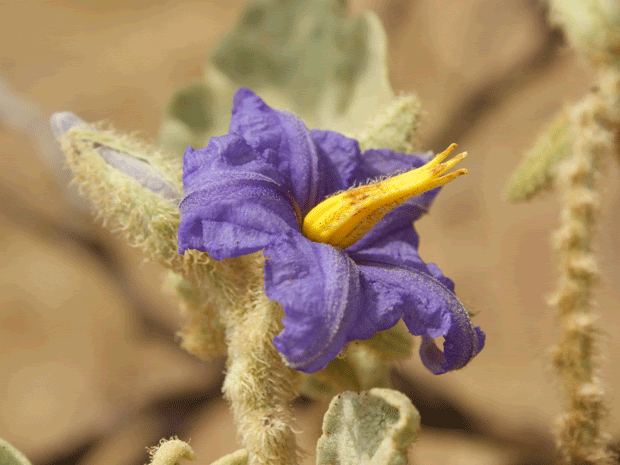 Flor da lobeira (Foto: Vianey Bentes / TV Globo)