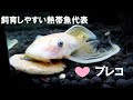 ブッシー プレコ 寿命 128902-ブッシープレコ 寿命