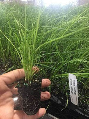Fall offers several advantages not available any other time of year. Pampas Grass: Types, Planting, Care, and Maintenance