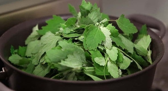 lambsquarters