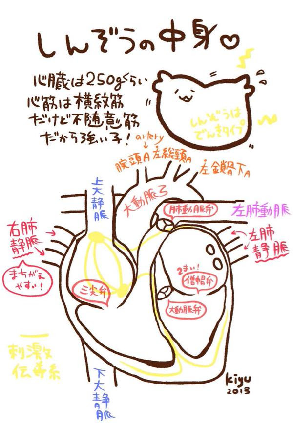 心臓の構造 動脈 静脈 弁 のイラスト 薬ゴロ 薬学生の国試就活サイト