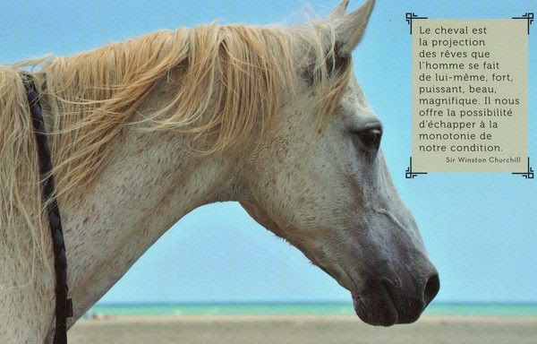 Citation Et Photo De Cheval