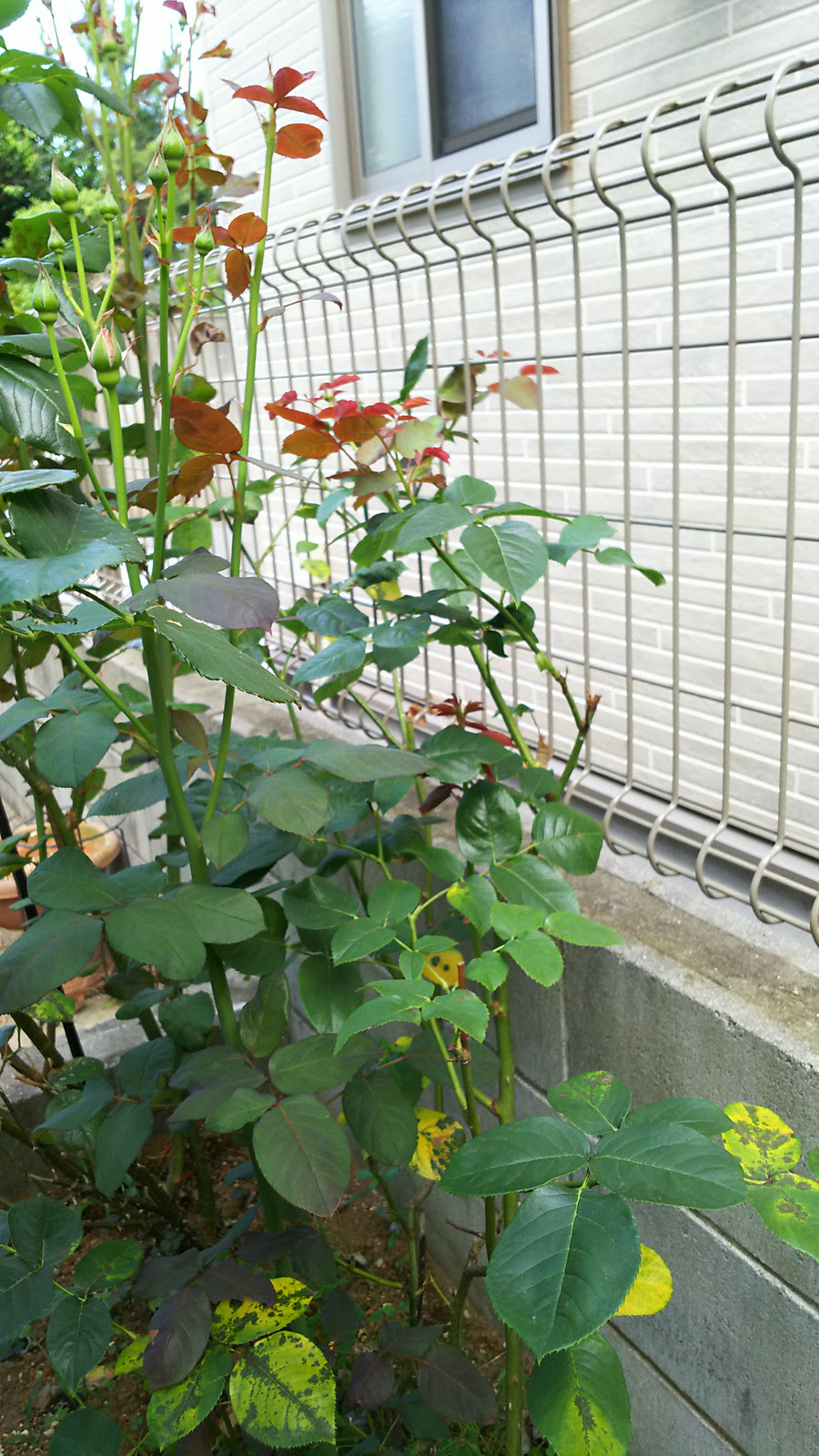 半日陰でも育つバラの検証 小さなお庭でのんびり