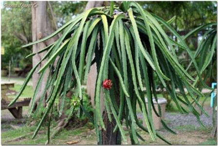 Dragon Fruit Plant. DRAGON FRUIT PLANT DESCRIPTION