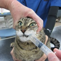 猫の薬剤経口投与は要注意  下江動物病院  福山市新市町