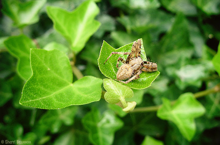 spider