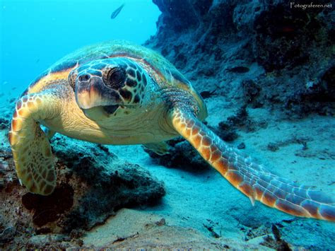turtle turtles wallpaper  fanpop