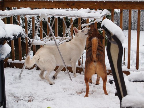 snow tastes especially good licked from  a coat hanger
