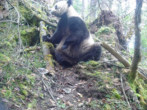 Giant Panda