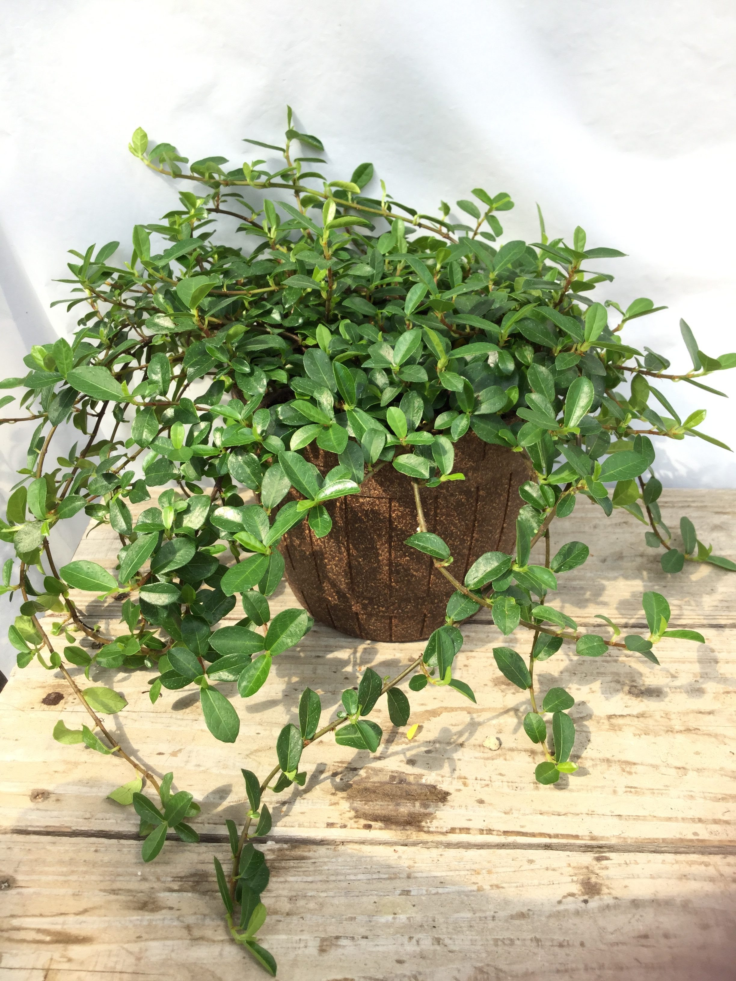 送料無料 このまま飾れる 幸福のつる性ガジュマル 観葉植物 エコグリーンヒガシ