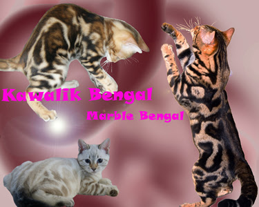 Standard Et Couleur Du Bengal