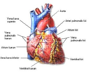 anatomi jantung