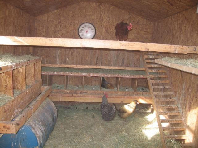After two years we increased (doubled) the size of our flock and added ...