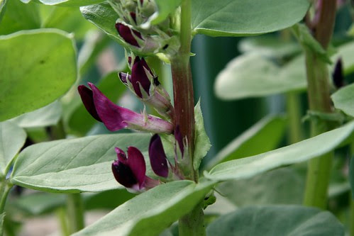 crimson fava bean flowers