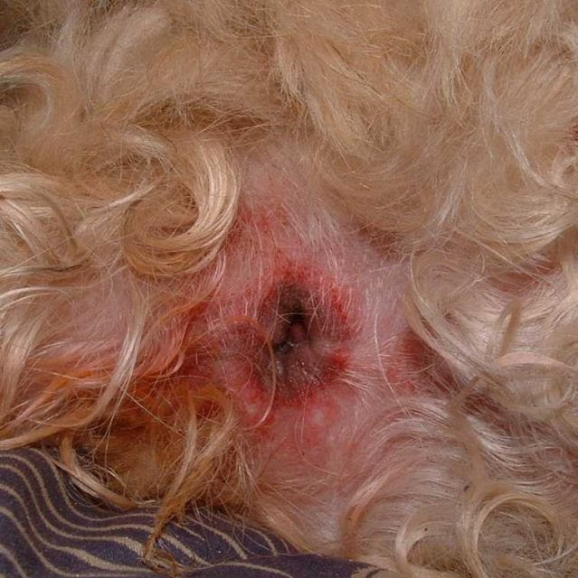 Morsure De Tique Granulome Inflammatoire Ou Tumeur Benigne Page 2 Forum De Discussion Specialise Sur Le Shih Tzu Une Race De Chien Tibetain