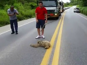 Bicho-preguiça para trânsito no ES ao atravessar BR-262; vídeo  (Foto: Evando Fonseca/ VC no ESTV)