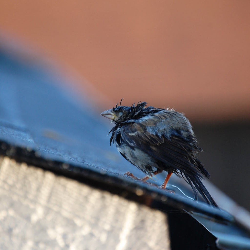 Old Buzzard