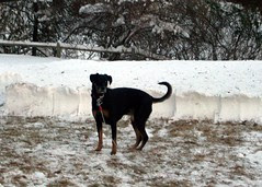 Lola_DayAfterSnow_11311d