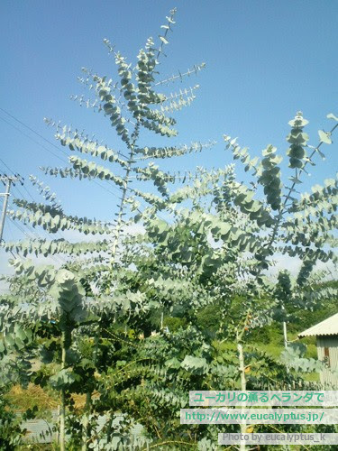 ユーカリの薫るベランダで ユーカリ ギンセカイ 銀世界 Eucalyptus Gin Sekai の関連記事 4ページ