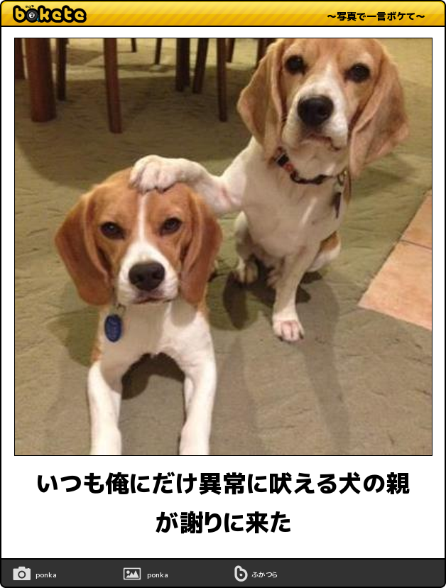 閲覧注意 即 笑える 犬まとめbokete 笑いたい人は必見 犬の総合情報サイト ペットスマイルニュースforワンちゃん