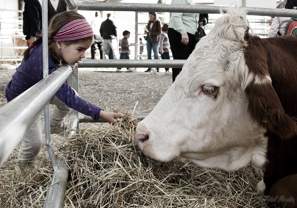 feria biescas 11