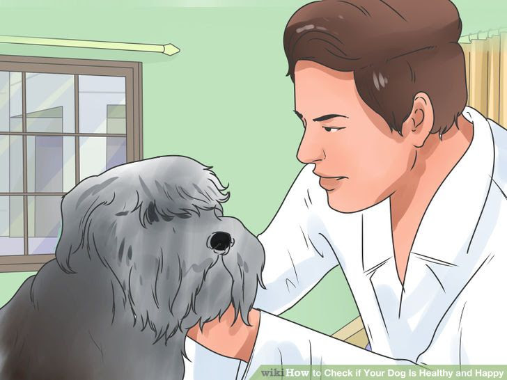 Check if Your Dog Is Healthy and Happy Step 12.jpg