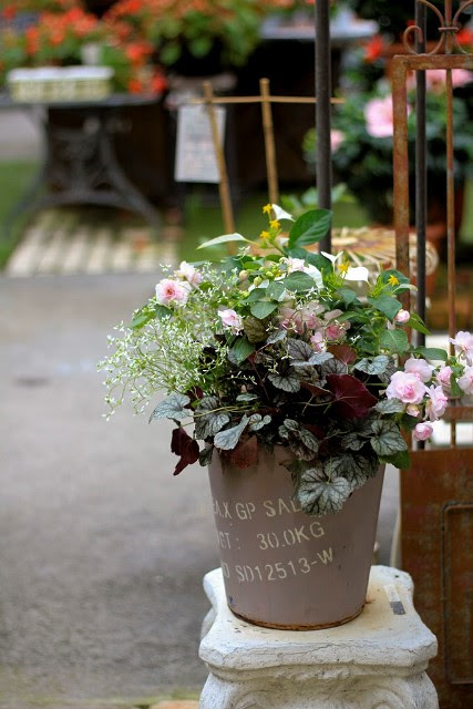 初夏の寄せ植えコレクション 元気で活きの良い植物専門店エコマルシェオニヅカのブログ