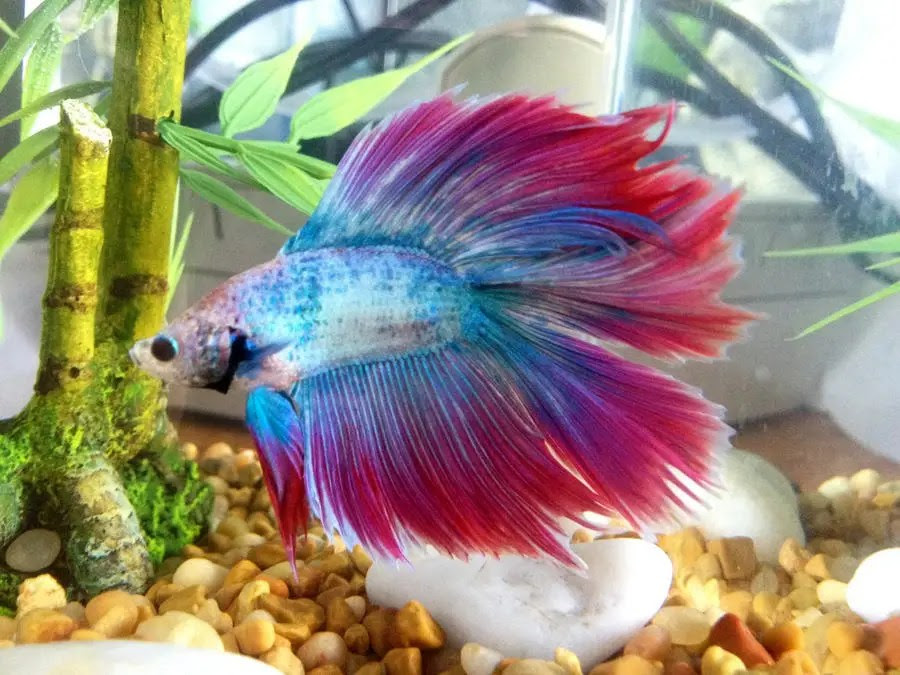 Double tail betta fish