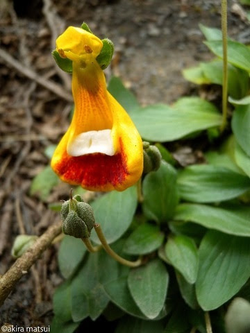 パタゴニアの春を彩る花 聖母マリアの小さな靴 アンディーナ ブログ