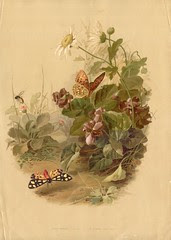 chromopap6