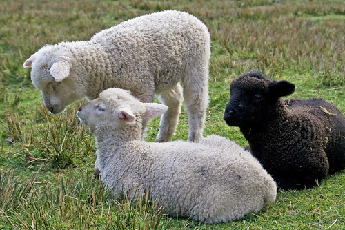 lambs