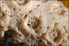 Coral Macro (medium)