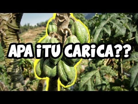 Ide Carica Tanaman Buah Khas Dataran Tinggi Dieng , paling populer!